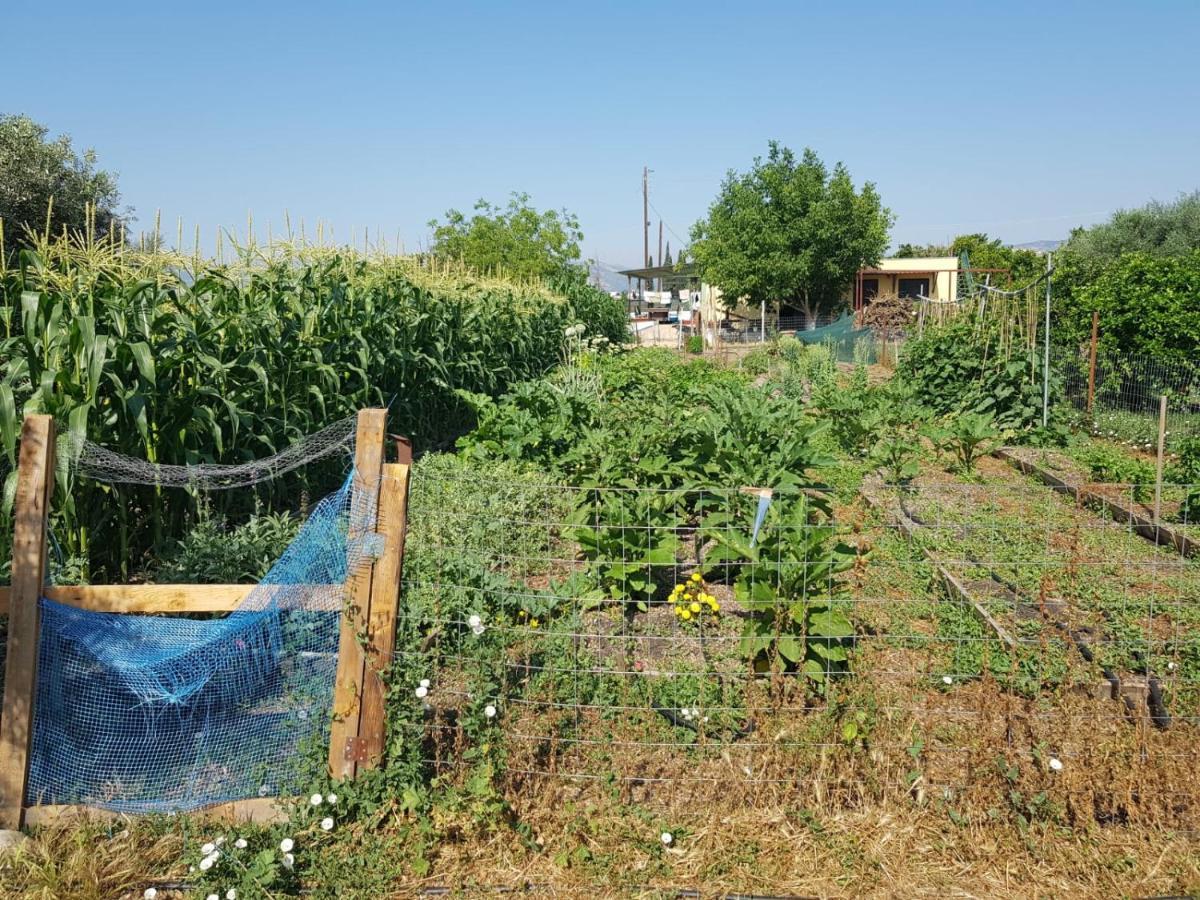 Eco Glamping With Pool Between Nafplio And آرغوس المظهر الخارجي الصورة